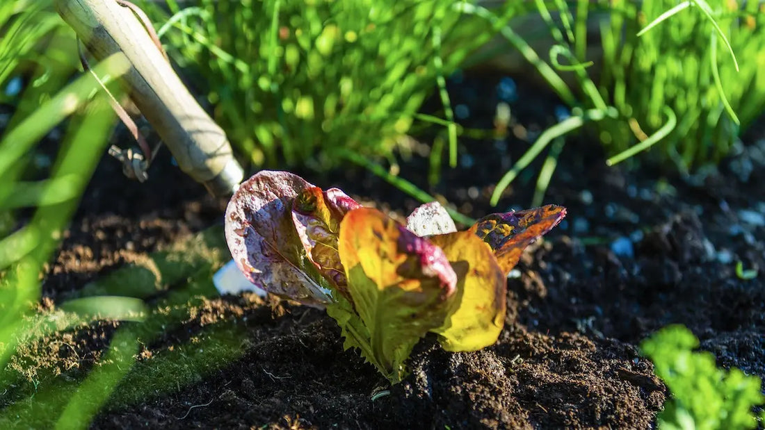 10 Ways to Care for Your Garden: How to Keep Plants Alive