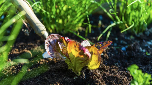 10 Ways to Care for Your Garden: How to Keep Plants Alive