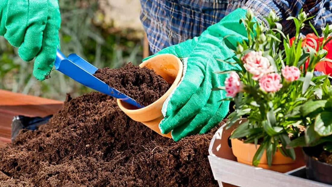 Cocopeat: The Game-Changer Your Garden Has Been Waiting For