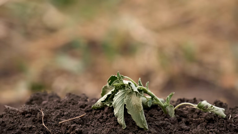 5 Gardening Mistakes That Are Killing Your Plants (And How to Fix Them)