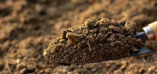 GardenTrails Premium Organic Cow Manure - 1 Kg