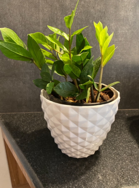 GardenTrails Decorative Diamond Finish Pot 6 Inches - White