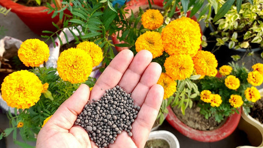 GardenTrails Plant Growth Booster -1 Kg and Enriched All Purpose Organic Manure -1 Kg