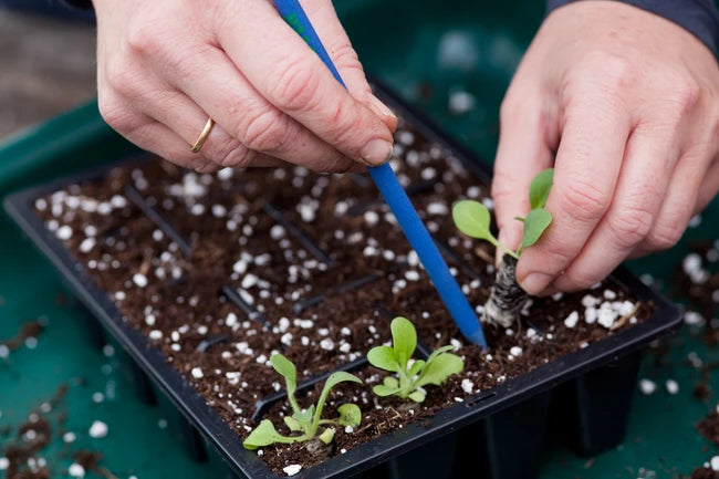 Use of Perlite in your garden. Main use of perlite. – GardenTrails