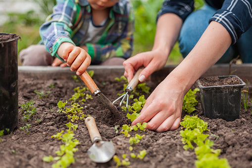 Pro Gardening Tips For Beginners - GardenTrails Blogs