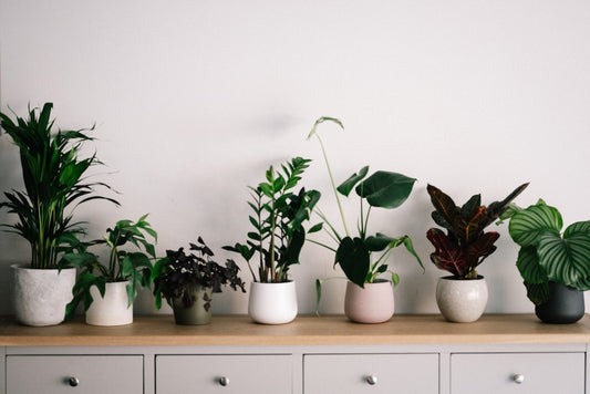 BEST 10 INDOOR AIR PURIFYING PLANTS - GardenTrails Blogs