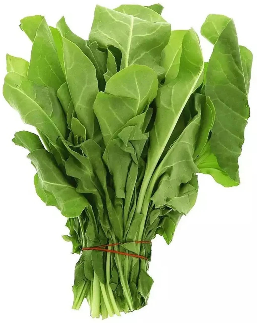GardenTrails Palak Seeds for Home Gardening – High Germination Spinach Seeds