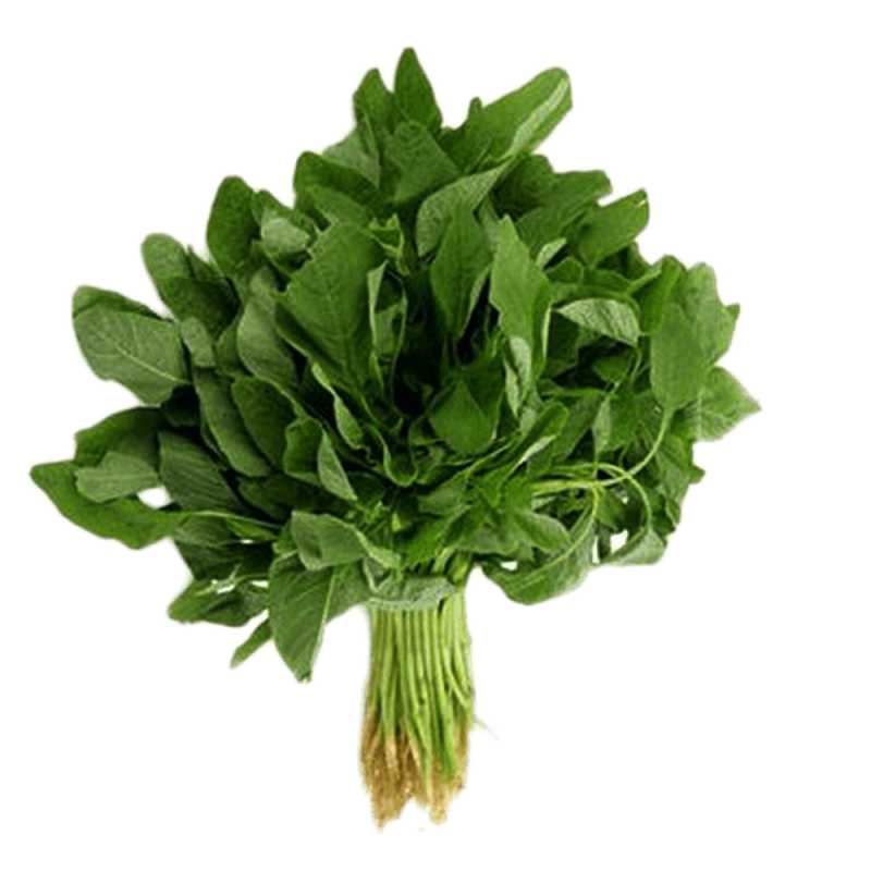 GardenTrails Green Amaranth / Pacha Thandu Keerai / Chaulai Spinach