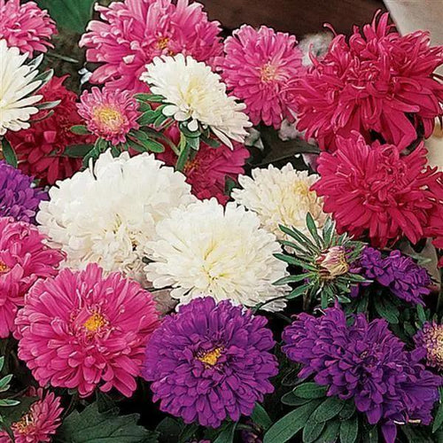 GardenTrails Aster Flowers Mixed Seeds