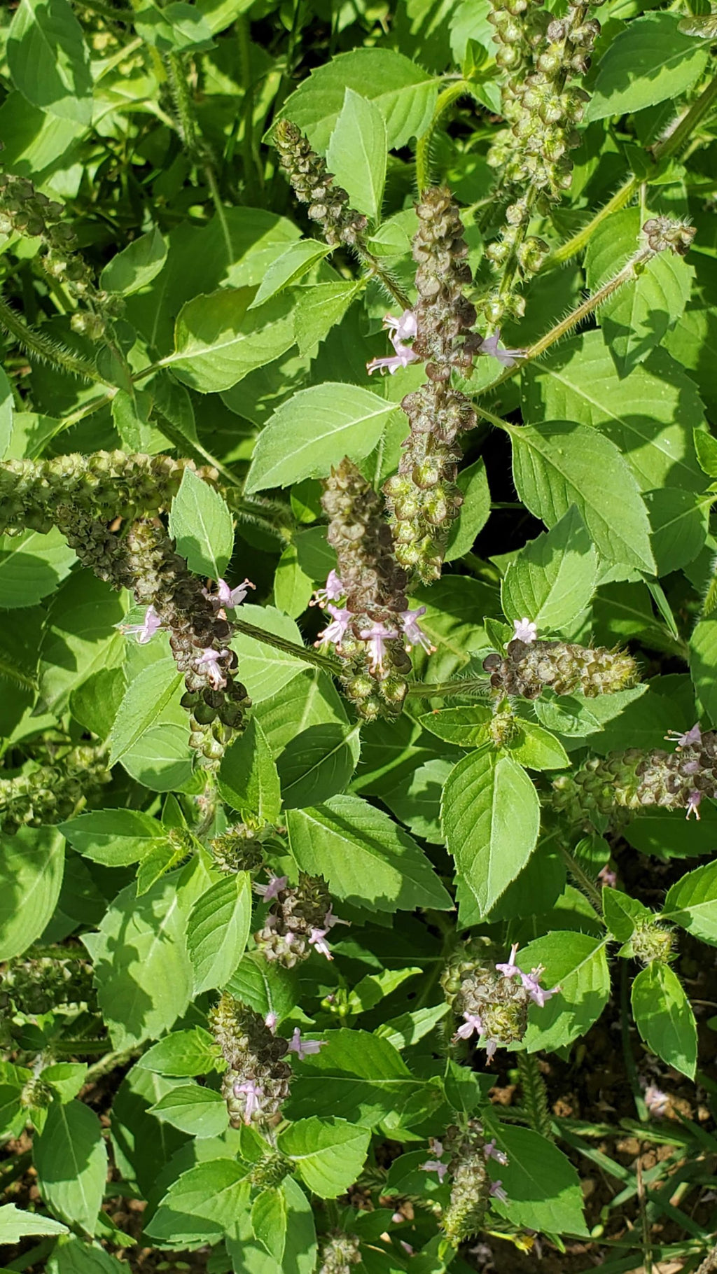 GardenTrails Tulsi Seeds - Holy Basil Seeds