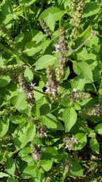 GardenTrails Tulsi Seeds - Holy Basil Seeds