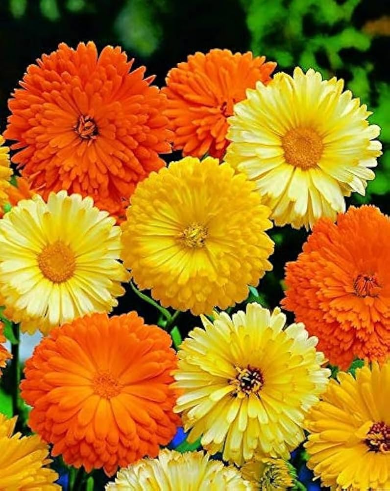GardenTrails Calendula FG Mix Seeds – Premium Mixed Color Flower Seeds for Home Gardening