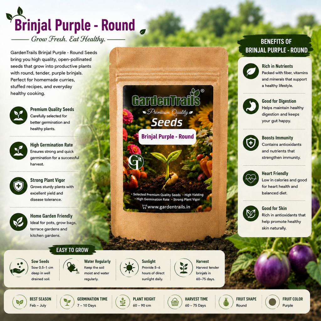 GardenTrails Hybrid Purple Round Brinjal F1 Seeds for Home Gardening – High Germination Seeds