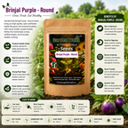 GardenTrails Hybrid Purple Round Brinjal F1 Seeds for Home Gardening – High Germination Seeds
