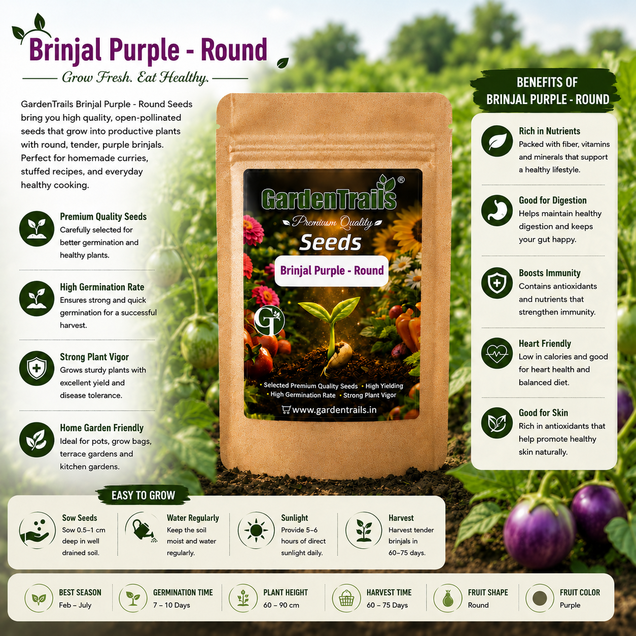 GardenTrails Hybrid Purple Round Brinjal F1 Seeds for Home Gardening – High Germination Seeds