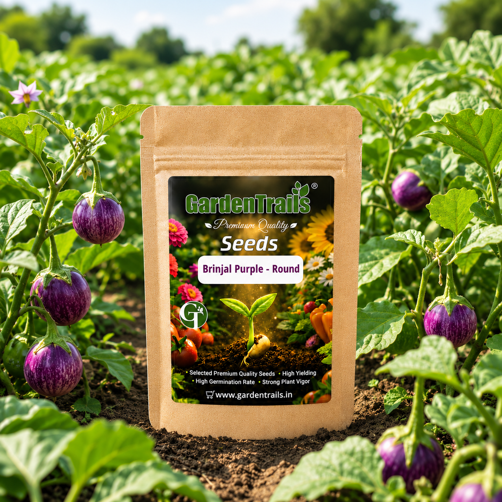 GardenTrails Hybrid Purple Round Brinjal F1 Seeds for Home Gardening – High Germination Seeds