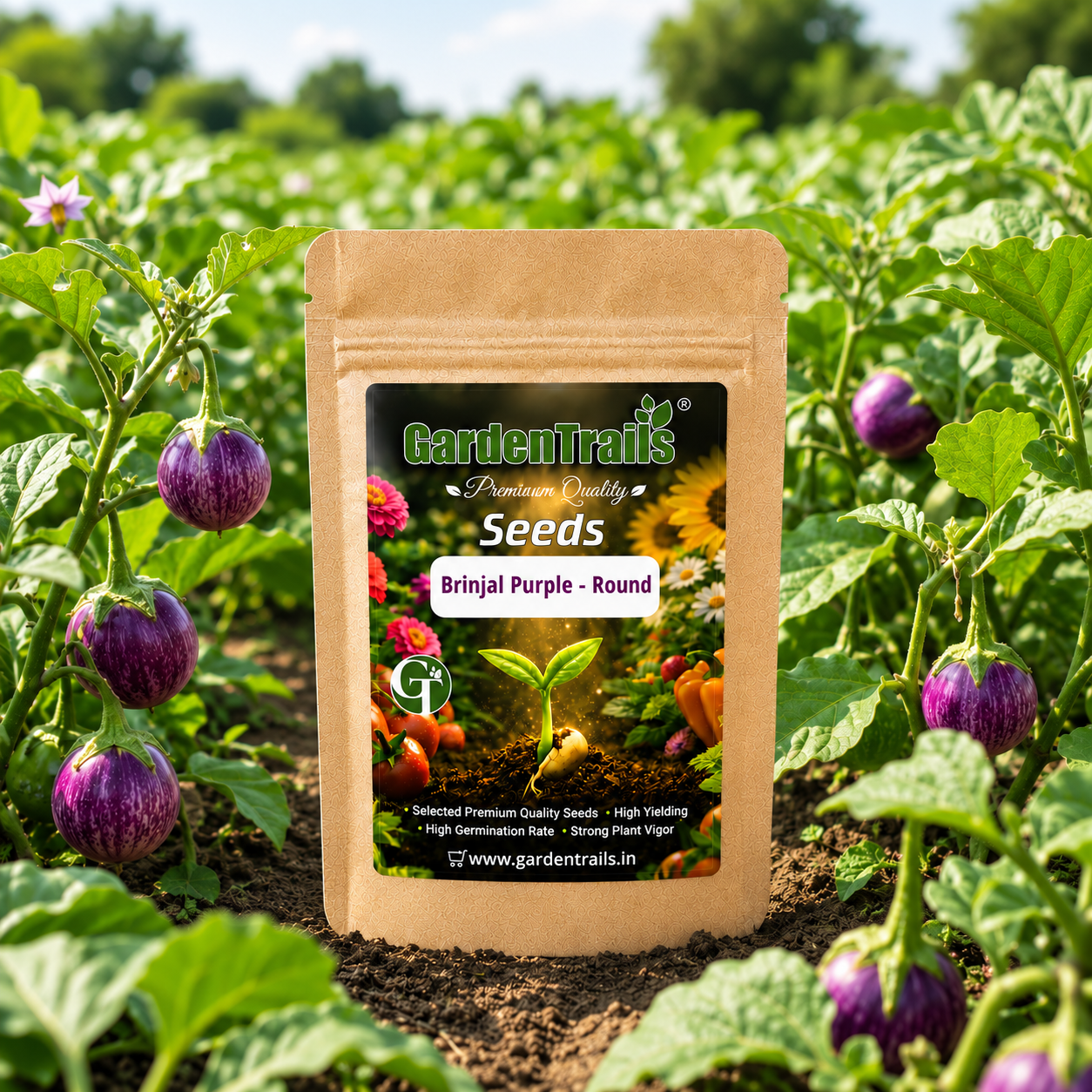 GardenTrails Hybrid Purple Round Brinjal F1 Seeds for Home Gardening – High Germination Seeds