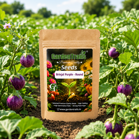 GardenTrails Hybrid Purple Round Brinjal F1 Seeds for Home Gardening – High Germination Seeds
