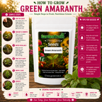 GardenTrails Green Amaranth / Pacha Thandu Keerai / Chaulai Spinach