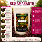 GardenTrails Red Amaranth / Sigappu Thandu Keerai / Lal Saag Spinach Seeds