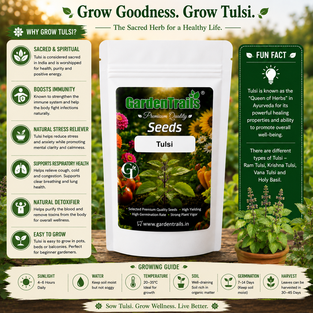 GardenTrails Tulsi Seeds - Holy Basil Seeds
