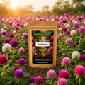 GardenTrails Gomphrena Seeds – Premium Mixed Color Amaranth Flower Seeds