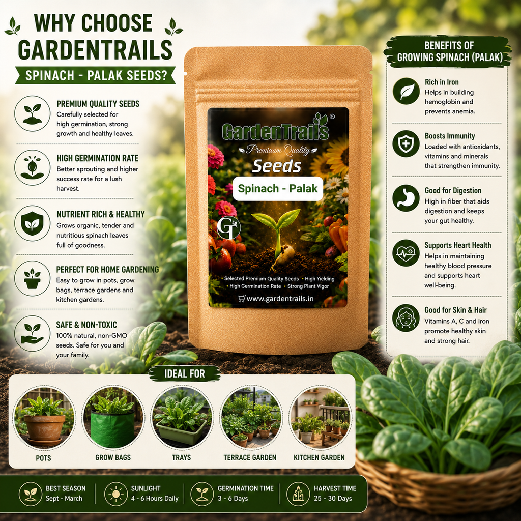 GardenTrails Palak Seeds for Home Gardening – High Germination Spinach Seeds