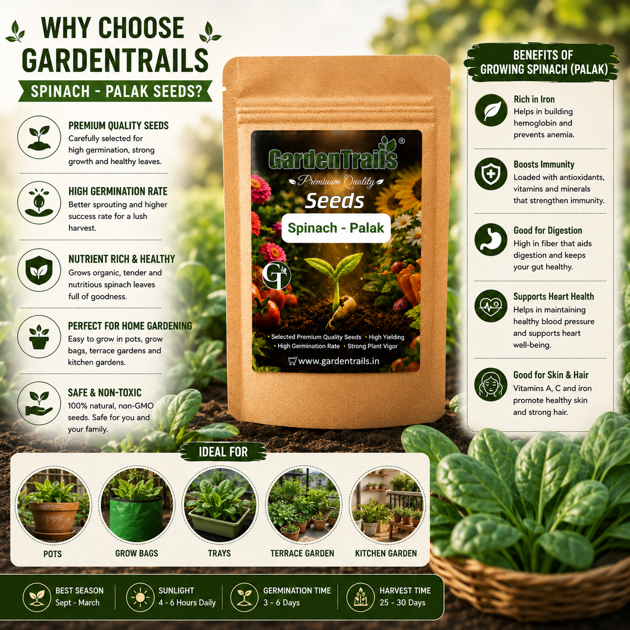 GardenTrails Palak Seeds for Home Gardening – High Germination Spinach Seeds