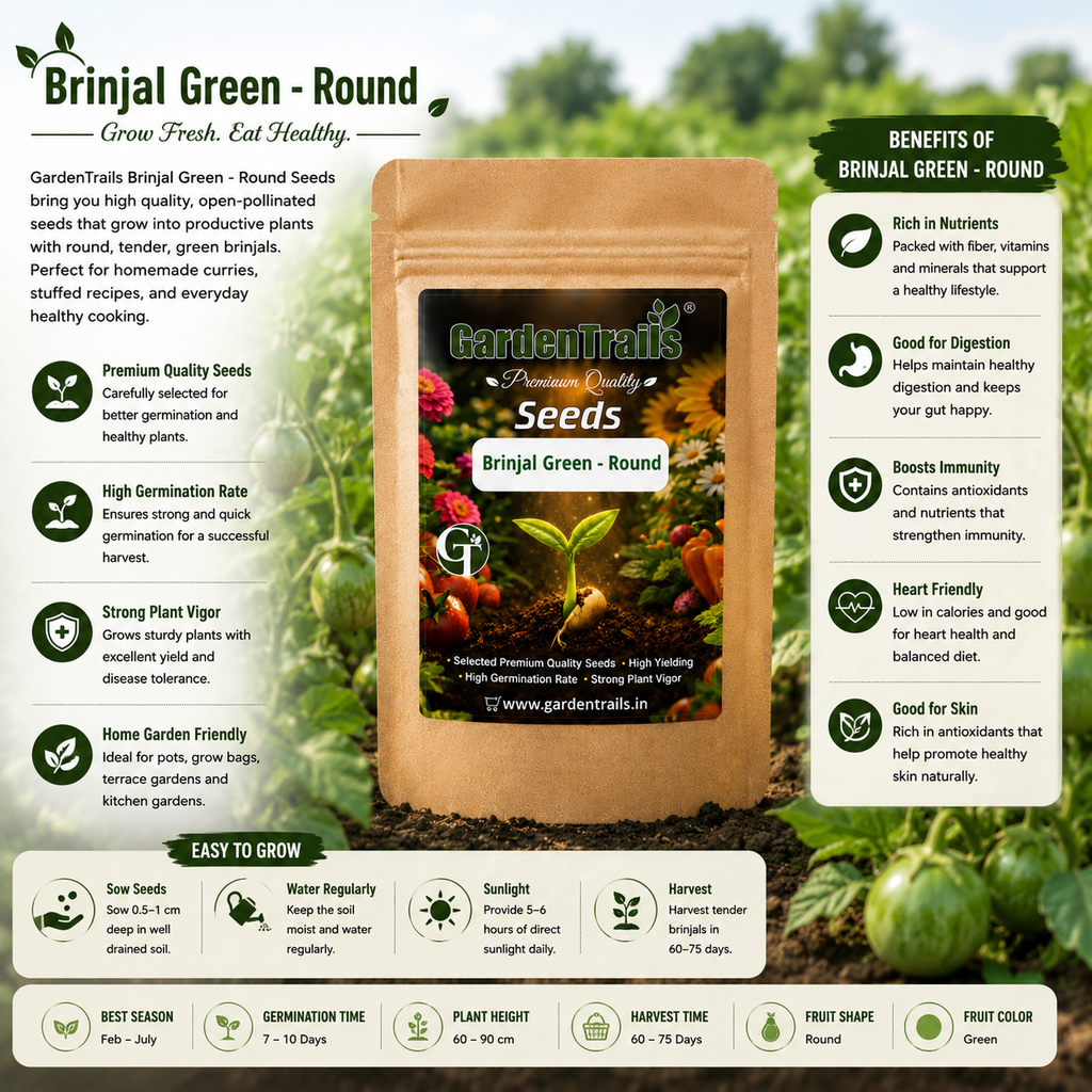 GardenTrails Green Round Brinjal Seeds for Home Gardening – High Germination Seeds