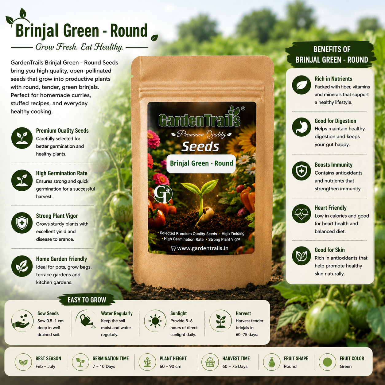 GardenTrails Green Round Brinjal Seeds for Home Gardening – High Germination Seeds