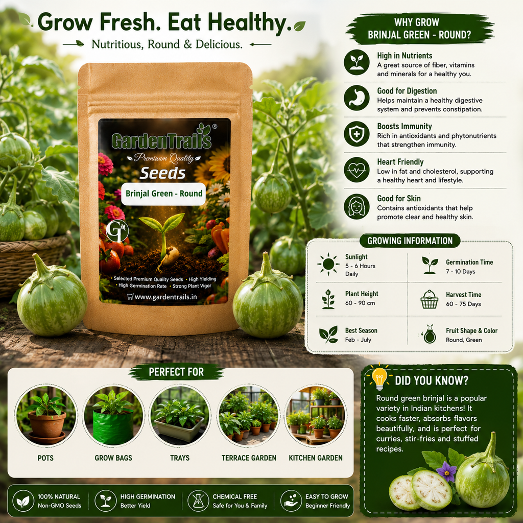 GardenTrails Green Round Brinjal Seeds for Home Gardening – High Germination Seeds