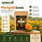 GardenTrails Marigold Flower Seeds for Home Gardening – High Germination Seeds