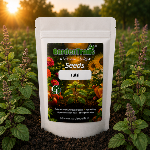 GardenTrails Tulsi Seeds - Holy Basil Seeds