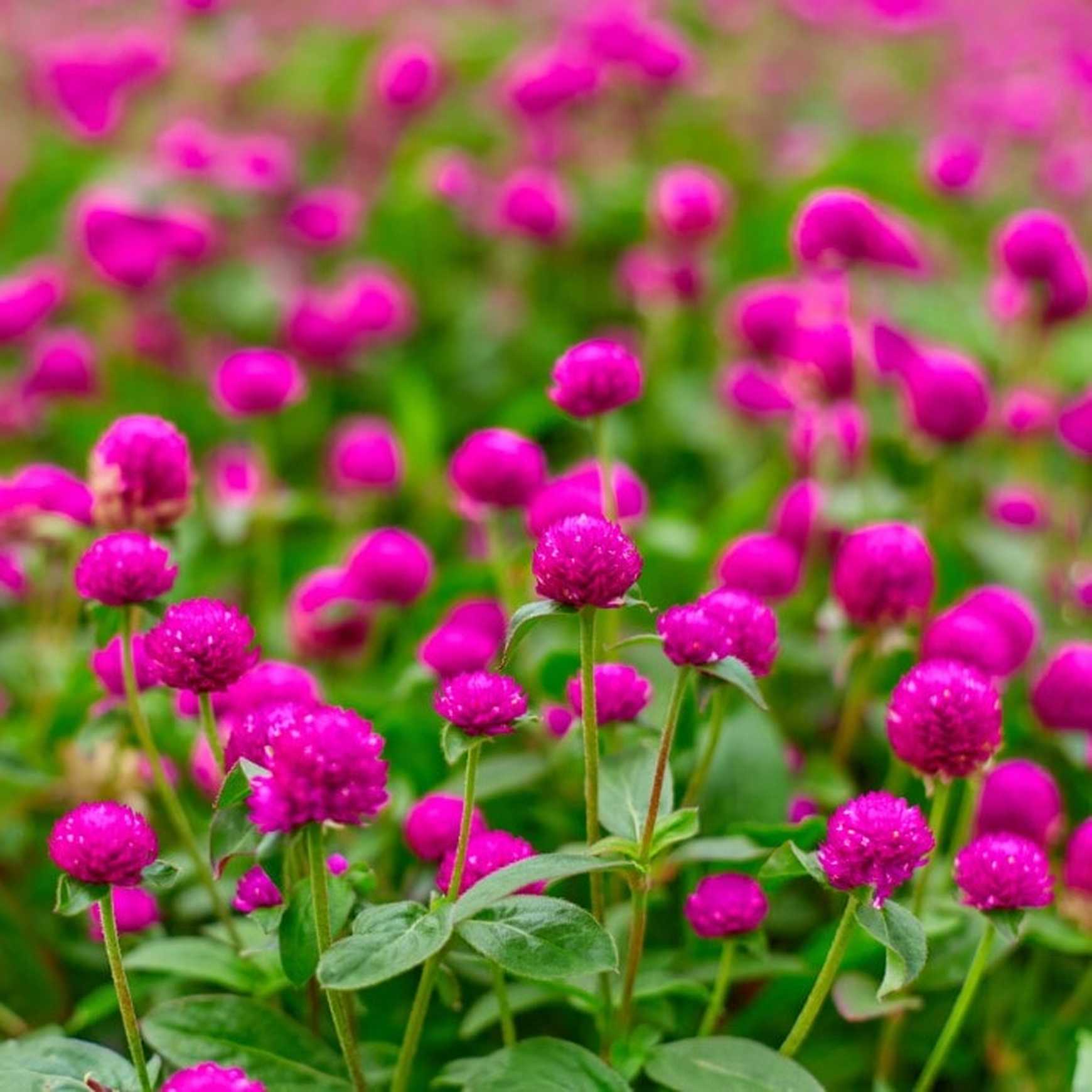 GardenTrails Gomphrena Seeds – Premium Mixed Color Globe Amaranth Flower Seeds