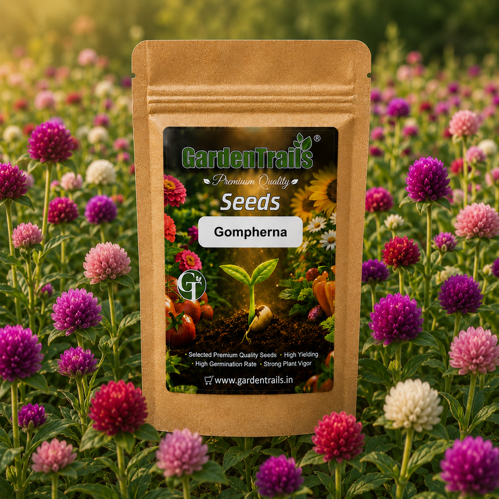 GardenTrails Gomphrena Seeds – Premium Mixed Color Globe Amaranth Flower Seeds