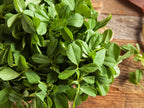 GardenTrails Premium Fenugreek (Methi) Seeds – Grow Fresh Healthy Greens at Home