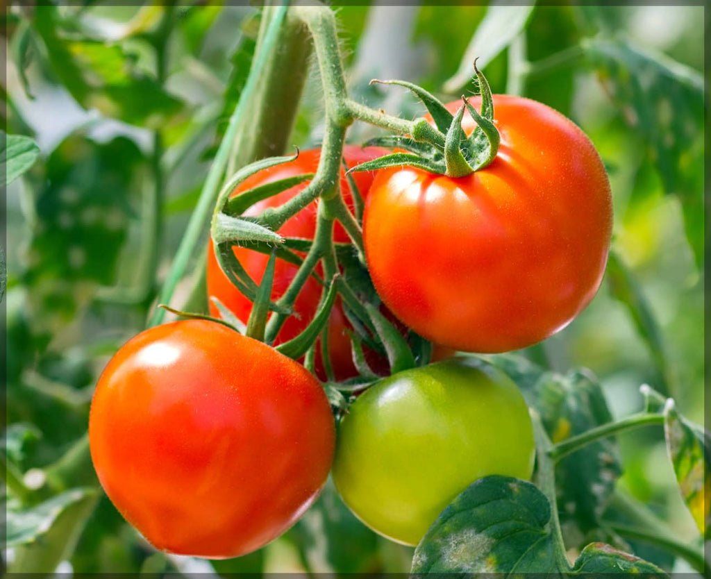 GardenTrails Premium Tomato Seeds – Grow Fresh, Juicy Tomatoes at Home
