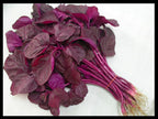 GardenTrails Red Amaranth / Sigappu Thandu Keerai / Lal Saag Spinach Seeds