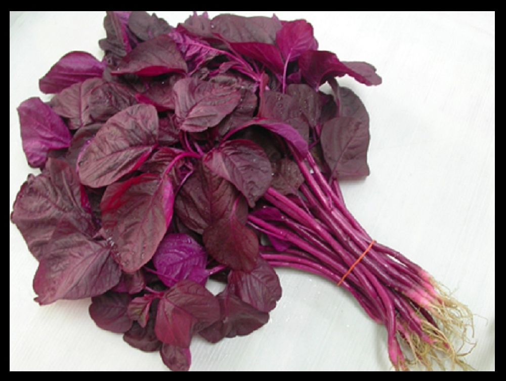 GardenTrails Red Amaranth / Sigappu Thandu Keerai / Lal Saag Spinach Seeds