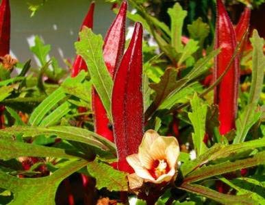 GardenTrails Red Lady's FInger - Red Okra Seeds