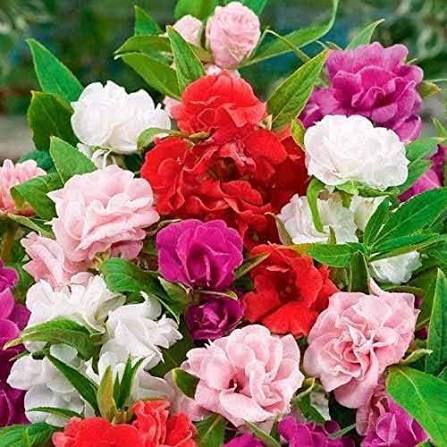 GardenTrails Balsam Mixed Flower Seeds