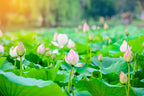 GardenTrails Lotus Flower Seeds