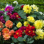 GardenTrails Dahlia Mixed Flower Seeds