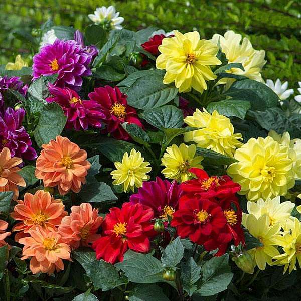 GardenTrails Dahlia Mixed Flower Seeds