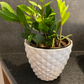 GardenTrails Decorative Diamond Finish Pot 6 Inches - White