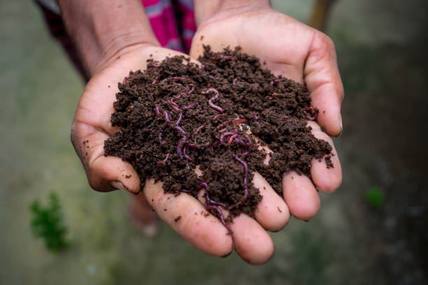 GardenTrails Premium Organic Enriched Vermicompost - 5 Kg