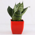 GardenTrails Square Lifestyle Planter Pot 5 Inch - Orange
